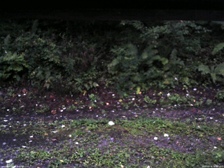 長野県菅平高原 ゆたか山荘 南側 2025/09/06 05:15