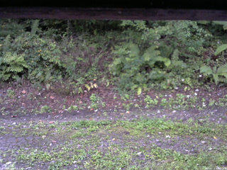 長野県菅平高原 ゆたか山荘 南側 2025/09/10 05:30