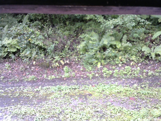 長野県菅平高原 ゆたか山荘 南側 2025/09/11 09:00