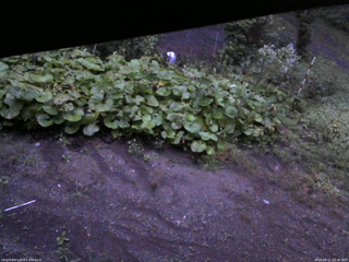 長野県菅平高原 ゆたか山荘 駐車場 2025/09/11 05:30