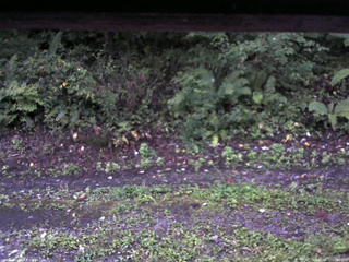 長野県菅平高原 ゆたか山荘 南側 2025/09/12 05:30