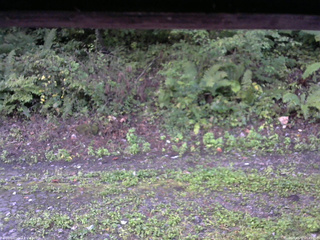 長野県菅平高原 ゆたか山荘 南側 2025/09/17 05:45