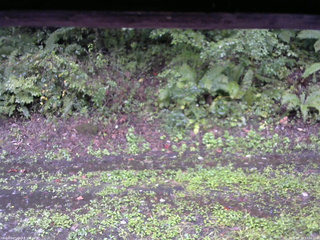 長野県菅平高原 ゆたか山荘 南側 2025/09/18 12:00