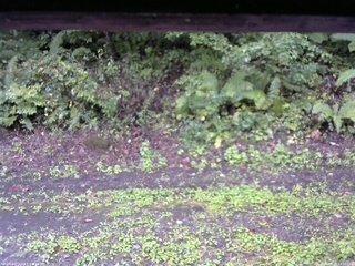 長野県菅平高原 ゆたか山荘 南側 2025/09/18 14:00