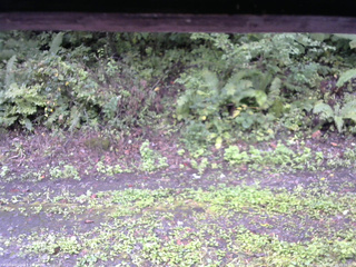 長野県菅平高原 ゆたか山荘 南側 2025/09/19 10:30