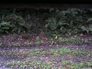 長野県菅平高原 ゆたか山荘 南側 2025/09/20 05:30