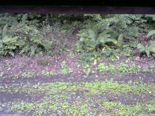長野県菅平高原 ゆたか山荘 南側 2025/09/20 12:45