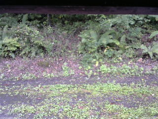 長野県菅平高原 ゆたか山荘 南側 2025/09/20 13:00
