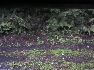 長野県菅平高原 ゆたか山荘 南側 2025/09/21 05:45