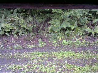 長野県菅平高原 ゆたか山荘 南側 2025/09/21 06:30