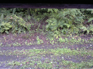 長野県菅平高原 ゆたか山荘 南側 2025/09/21 06:45