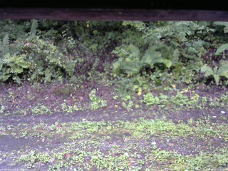 長野県菅平高原 ゆたか山荘 南側 2025/09/21 07:00