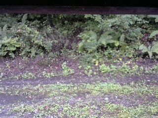 長野県菅平高原 ゆたか山荘 南側 2025/09/21 07:45