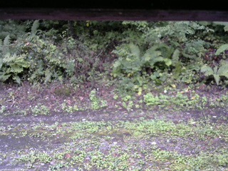 長野県菅平高原 ゆたか山荘 南側 2025/09/21 10:00