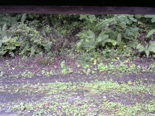 長野県菅平高原 ゆたか山荘 南側 2025/09/21 13:00