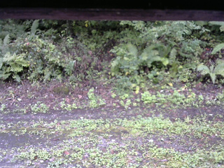 長野県菅平高原 ゆたか山荘 南側 2025/09/21 13:30