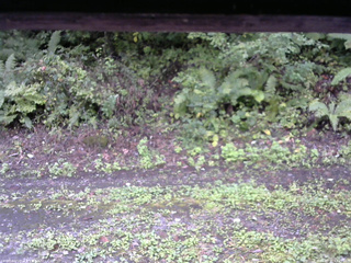 長野県菅平高原 ゆたか山荘 南側 2025/09/21 13:45