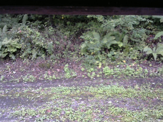 長野県菅平高原 ゆたか山荘 南側 2025/09/21 15:30