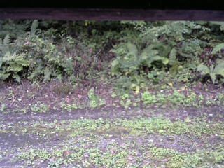 長野県菅平高原 ゆたか山荘 南側 2025/09/21 17:00