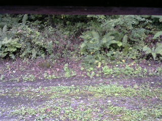 長野県菅平高原 ゆたか山荘 南側 2025/09/21 17:15