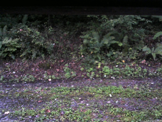 長野県菅平高原 ゆたか山荘 南側 2025/09/23 05:30
