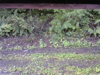 長野県菅平高原 ゆたか山荘 南側 2025/09/26 06:45