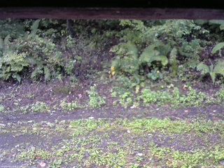 長野県菅平高原 ゆたか山荘 南側 2025/10/01 06:45