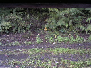 長野県菅平高原 ゆたか山荘 南側 2025/10/02 05:45