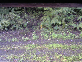 長野県菅平高原 ゆたか山荘 南側 2025/10/02 06:15