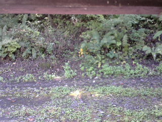 長野県菅平高原 ゆたか山荘 南側 2025/10/02 10:15