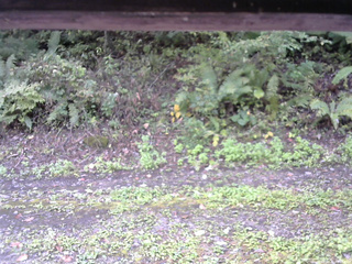 長野県菅平高原 ゆたか山荘 南側 2025/10/03 09:45