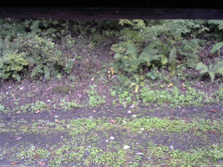 長野県菅平高原 ゆたか山荘 南側 2025/10/04 06:15