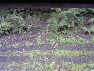 長野県菅平高原 ゆたか山荘 南側 2025/10/04 06:30