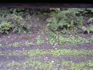 長野県菅平高原 ゆたか山荘 南側 2025/10/04 06:45