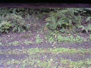 長野県菅平高原 ゆたか山荘 南側 2025/10/04 07:15