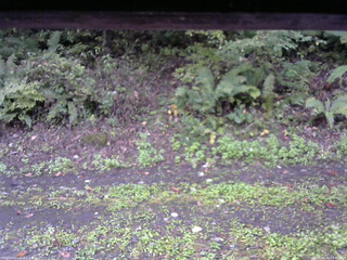 長野県菅平高原 ゆたか山荘 南側 2025/10/04 07:45