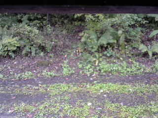 長野県菅平高原 ゆたか山荘 南側 2025/10/04 16:00