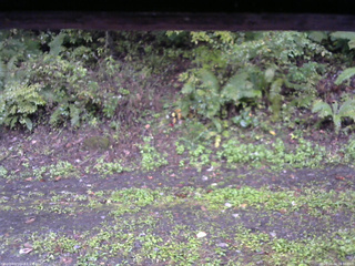 長野県菅平高原 ゆたか山荘 南側 2025/10/04 16:30