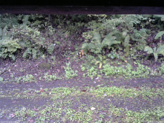 長野県菅平高原 ゆたか山荘 南側 2025/10/05 06:00