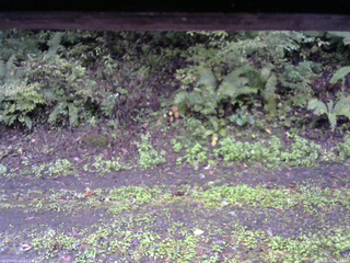 長野県菅平高原 ゆたか山荘 南側 2025/10/05 06:15