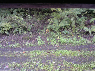 長野県菅平高原 ゆたか山荘 南側 2025/10/05 07:45