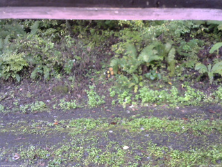 長野県菅平高原 ゆたか山荘 南側 2025/10/05 08:00