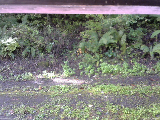 長野県菅平高原 ゆたか山荘 南側 2025/10/05 08:15