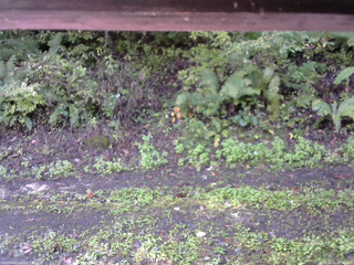 長野県菅平高原 ゆたか山荘 南側 2025/10/05 08:30