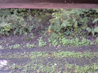 長野県菅平高原 ゆたか山荘 南側 2025/10/05 08:45