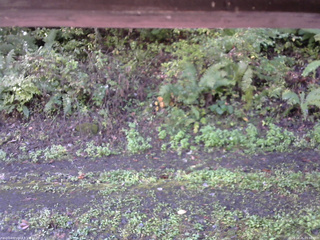 長野県菅平高原 ゆたか山荘 南側 2025/10/05 09:00