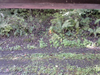 長野県菅平高原 ゆたか山荘 南側 2025/10/05 09:15