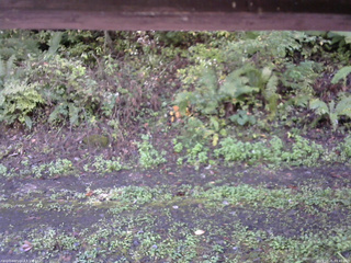 長野県菅平高原 ゆたか山荘 南側 2025/10/05 09:45