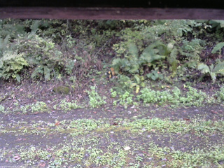 長野県菅平高原 ゆたか山荘 南側 2025/10/05 10:15