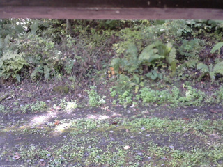 長野県菅平高原 ゆたか山荘 南側 2025/10/05 10:45